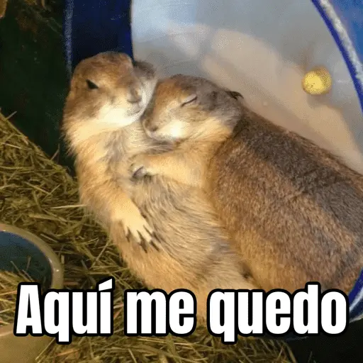 Amorcito para el chat ❤️