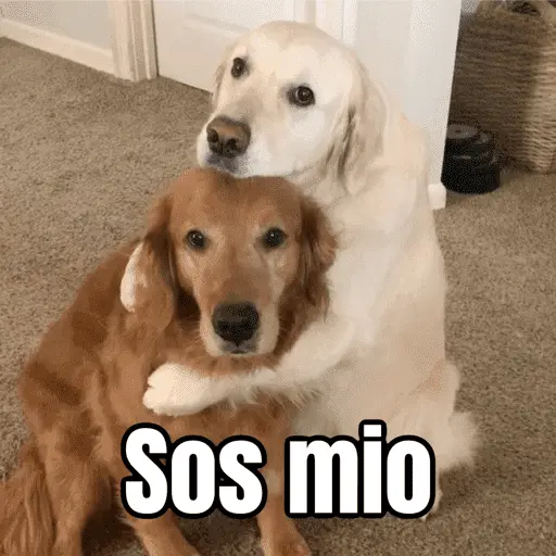 Amorcito para el chat ❤️
