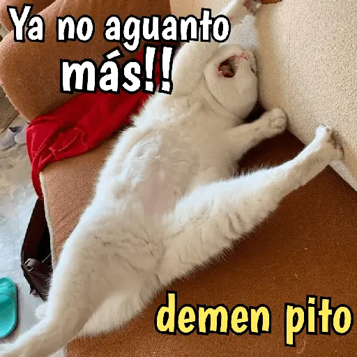 Gatos y gatitos hornys 🥵🔥