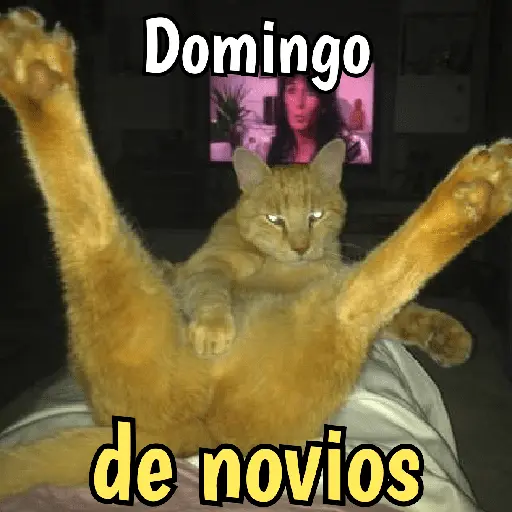 Gatos y gatitos hornys 🥵🔥