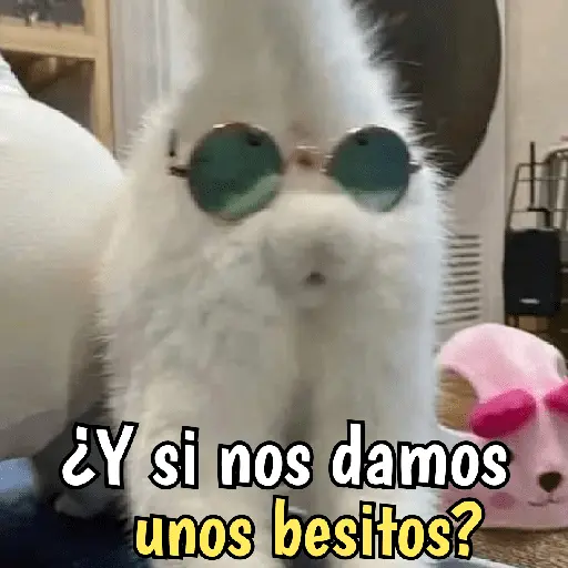 Gatos y gatitos hornys 🥵🔥
