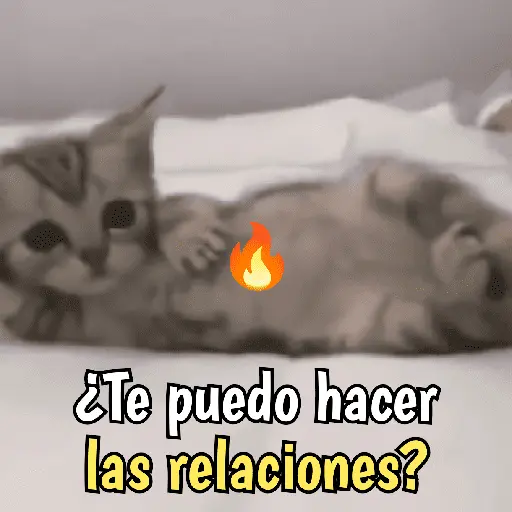 Gatos y gatitos hornys 🥵🔥