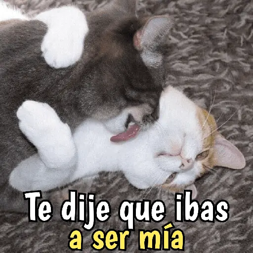 Gatos y gatitos hornys 🥵🔥