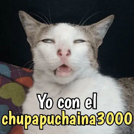 Gatos y gatitos hornys 🥵🔥
