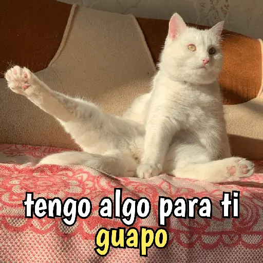 Gatos y gatitos hornys 🥵🔥