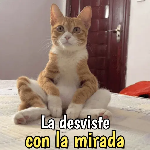 Gatos y gatitos hornys 🥵🔥