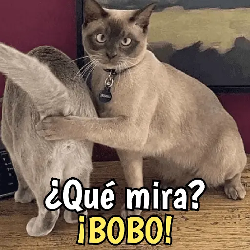 Gatos y gatitos hornys 🥵🔥