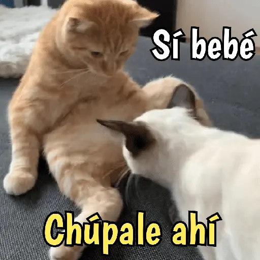 Gatos y gatitos hornys 🥵🔥