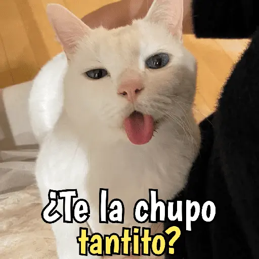 Gatos y gatitos hornys 🥵🔥