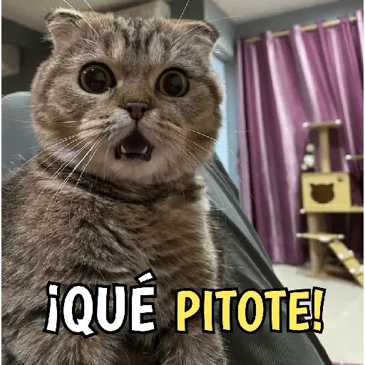 Gatos y gatitos hornys 🥵🔥