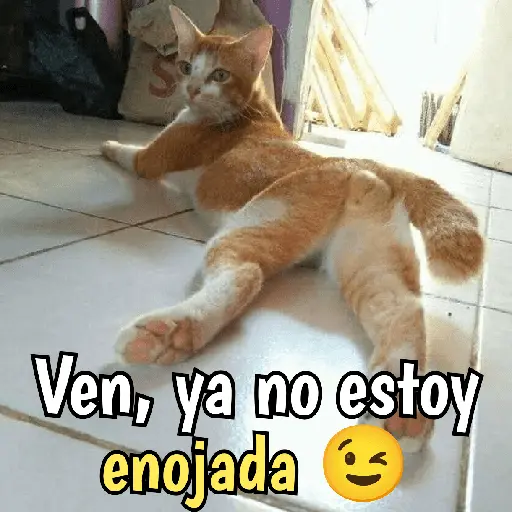 Gatos y gatitos hornys 🥵🔥