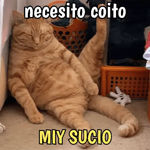 Gatos y gatitos hornys 🥵🔥