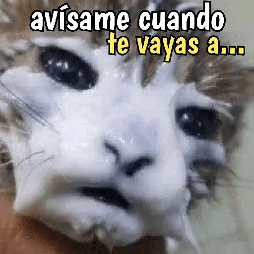 Gatos y gatitos hornys 🥵🔥