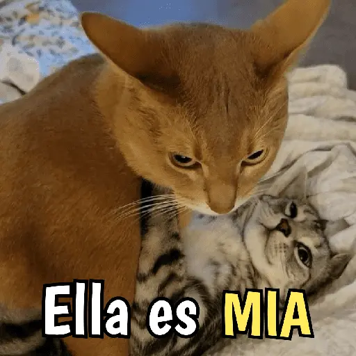 Gatos y gatitos hornys 🥵🔥