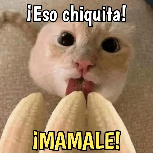 Gatos y gatitos hornys 🥵🔥