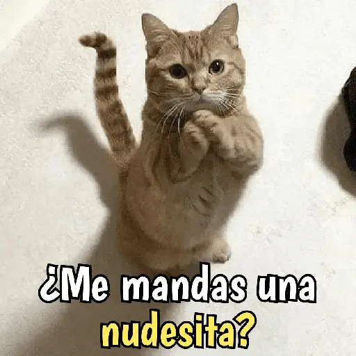 Gatos y gatitos hornys 🥵🔥