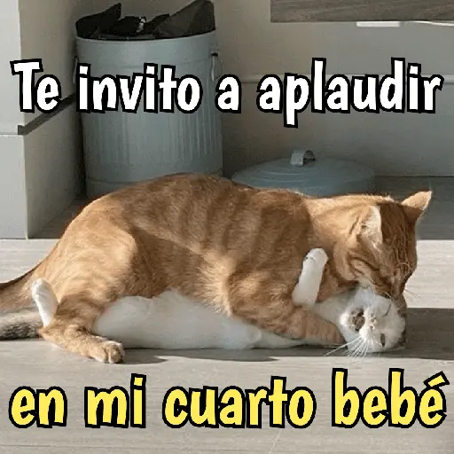 Gatos y gatitos hornys 🥵🔥