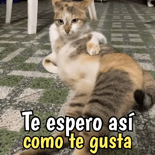 Gatos y gatitos hornys 🥵🔥