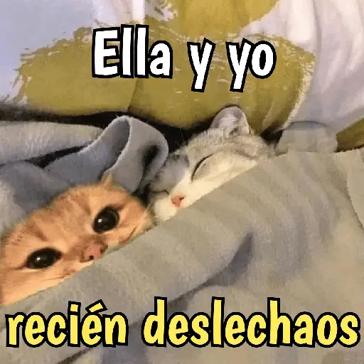 Gatos y gatitos hornys 🥵🔥