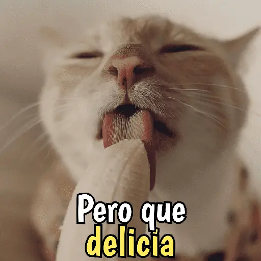 Gatos y gatitos hornys 🥵🔥