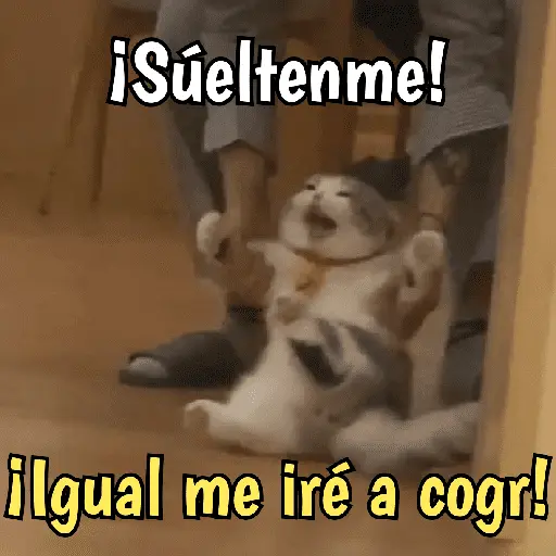Gatos y gatitos hornys 🥵🔥