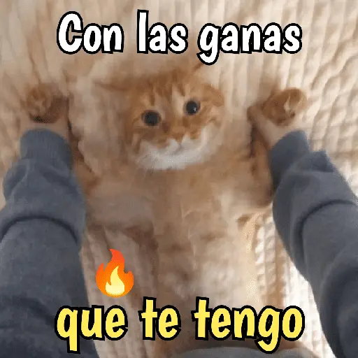 Gatos y gatitos hornys 🥵🔥