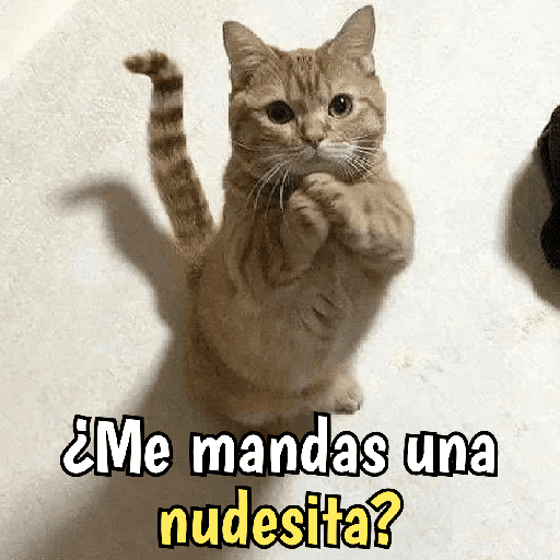 Gatos y gatitos hornys 🥵🔥 preview