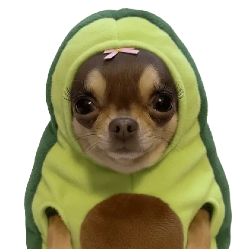 y de pronto una puchaina 🎶🥑
