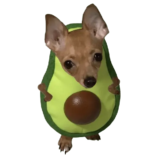 y de pronto una puchaina 🎶🥑