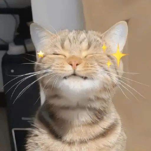 🐈🩵Michis Gatos🌀🐈