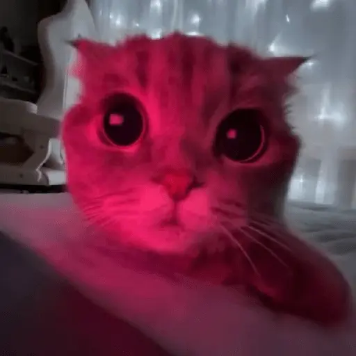 🐈🩵Michis Gatos🌀🐈