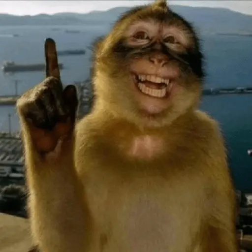 Meme Monyet Ekspresi 🐒
