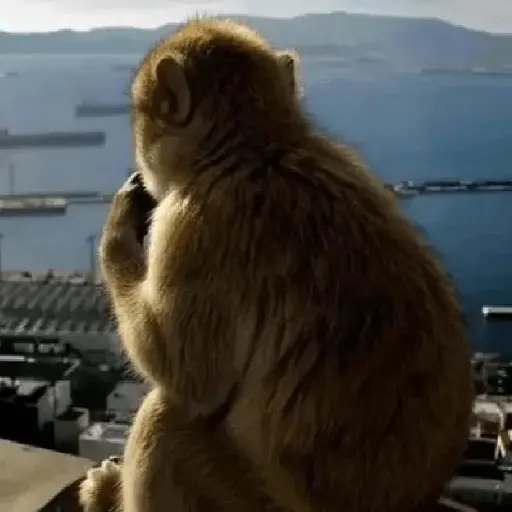 Meme Monyet Ekspresi 🐒