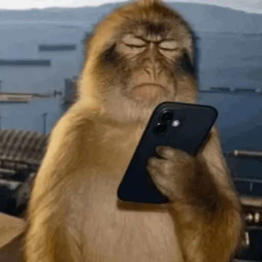 Meme Monyet Ekspresi 🐒