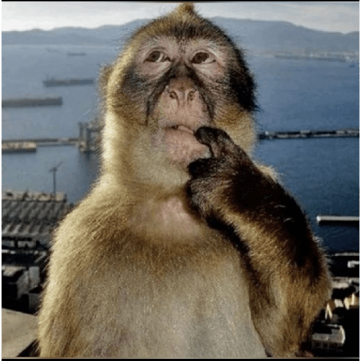 Meme Monyet Ekspresi 🐒 preview