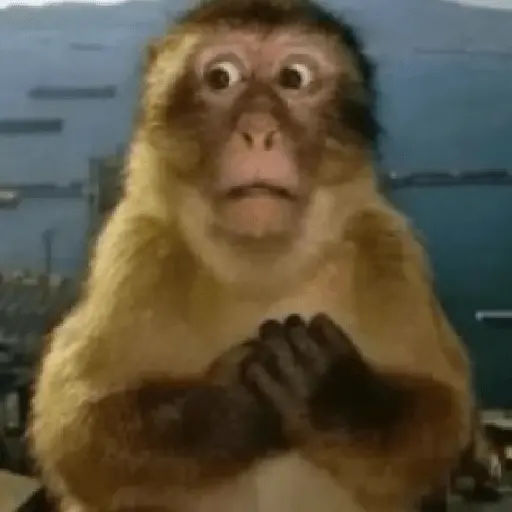 Meme Monyet Ekspresi 🐒