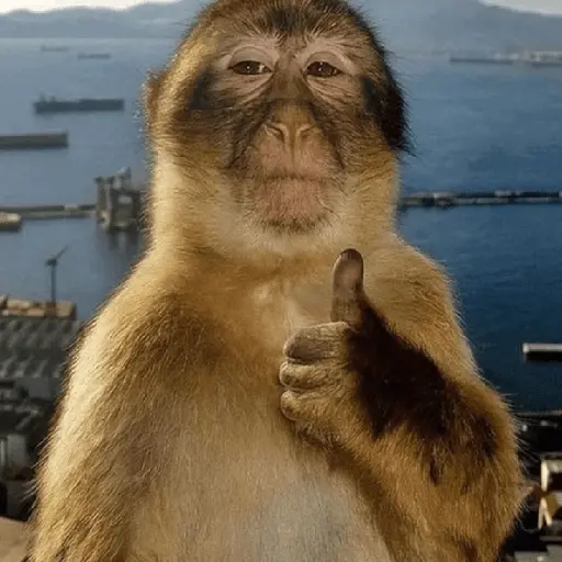 Meme Monyet Ekspresi 🐒