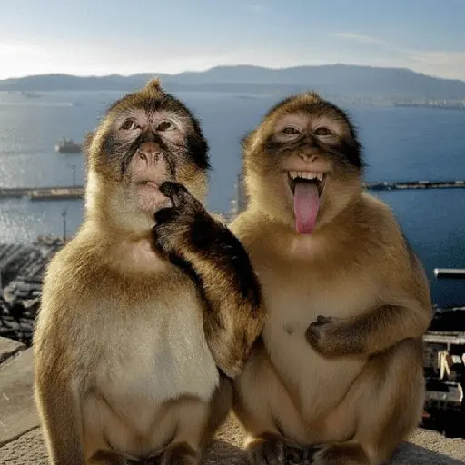 Meme Monyet Ekspresi 🐒