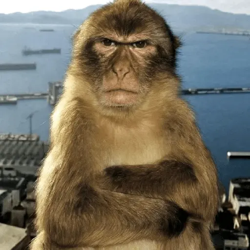 Meme Monyet Ekspresi 🐒