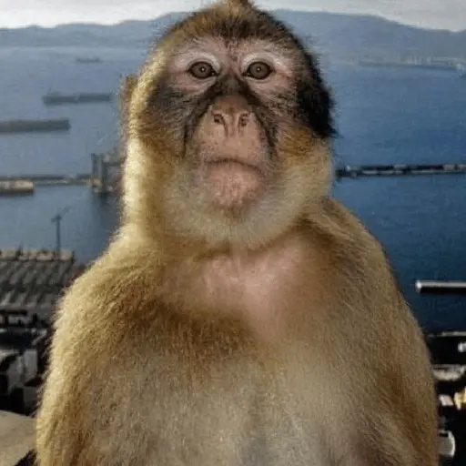 Meme Monyet Ekspresi 🐒