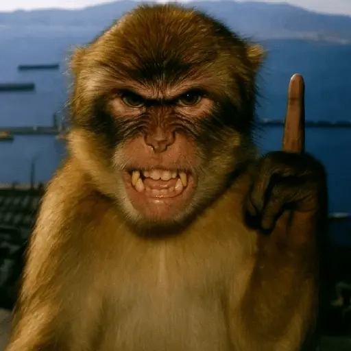 Meme Monyet Ekspresi 🐒