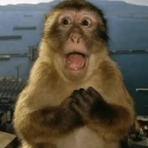 Meme Monyet Ekspresi 🐒