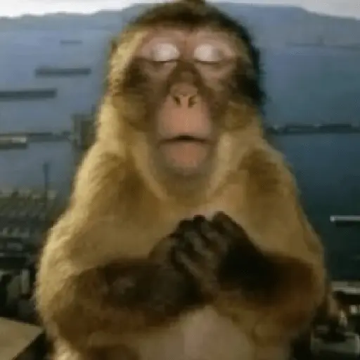 Meme Monyet Ekspresi 🐒