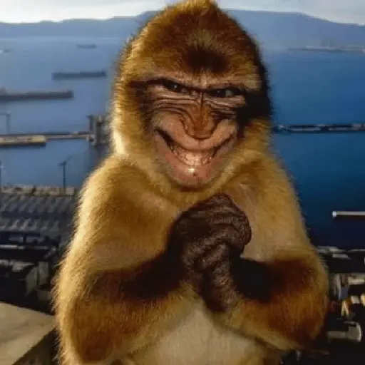 Meme Monyet Ekspresi 🐒