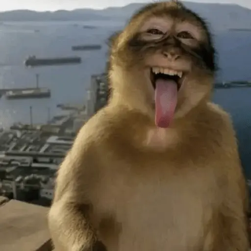 Meme Monyet Ekspresi 🐒