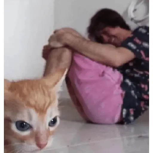 perros y gatos