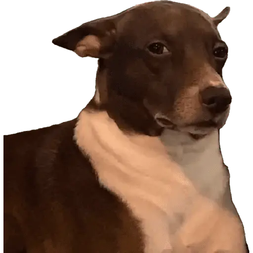 perros y gatos
