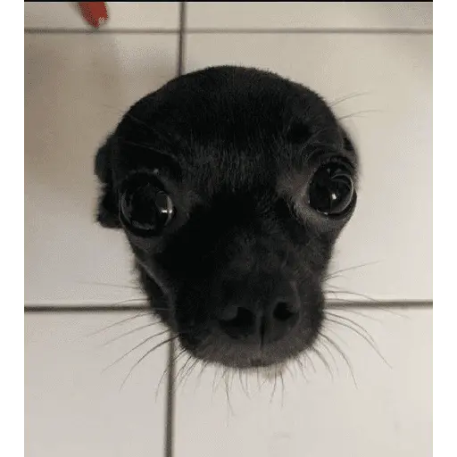 perros y gatos