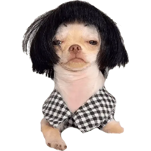 perros y gatos