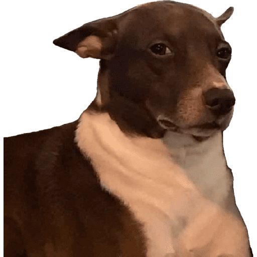 perros y gatos preview
